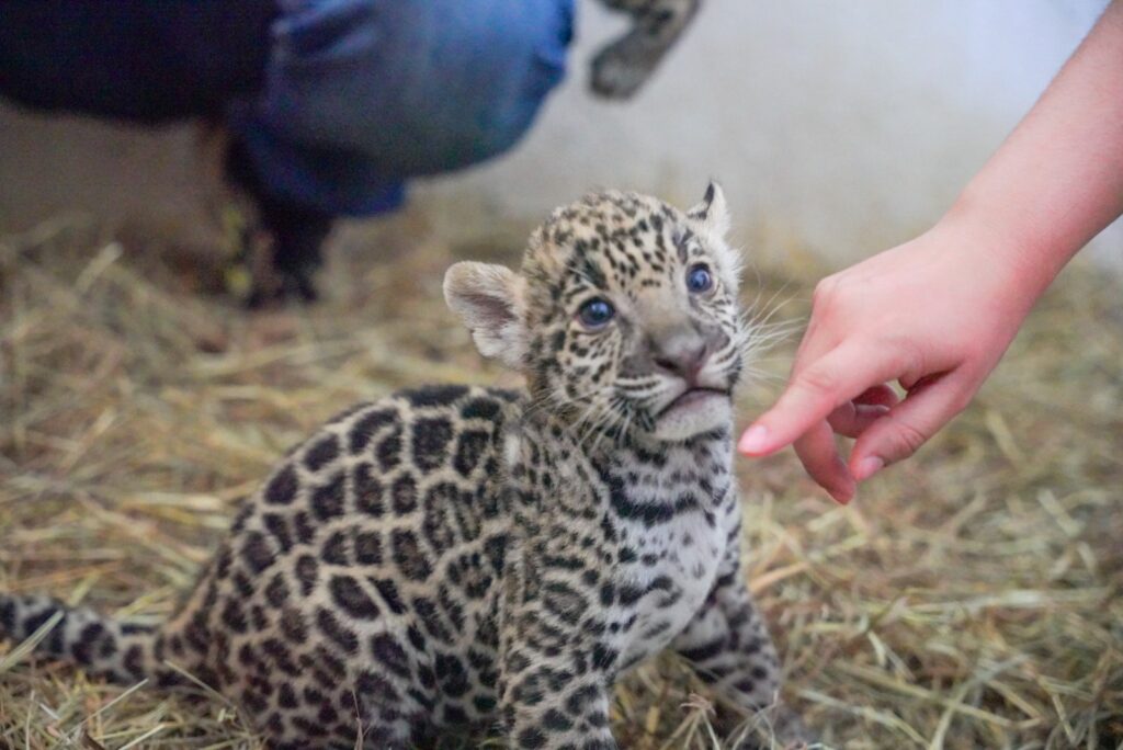 Nacen 2 jaguares y una cebra en el zoológico de Nuevo Laredo