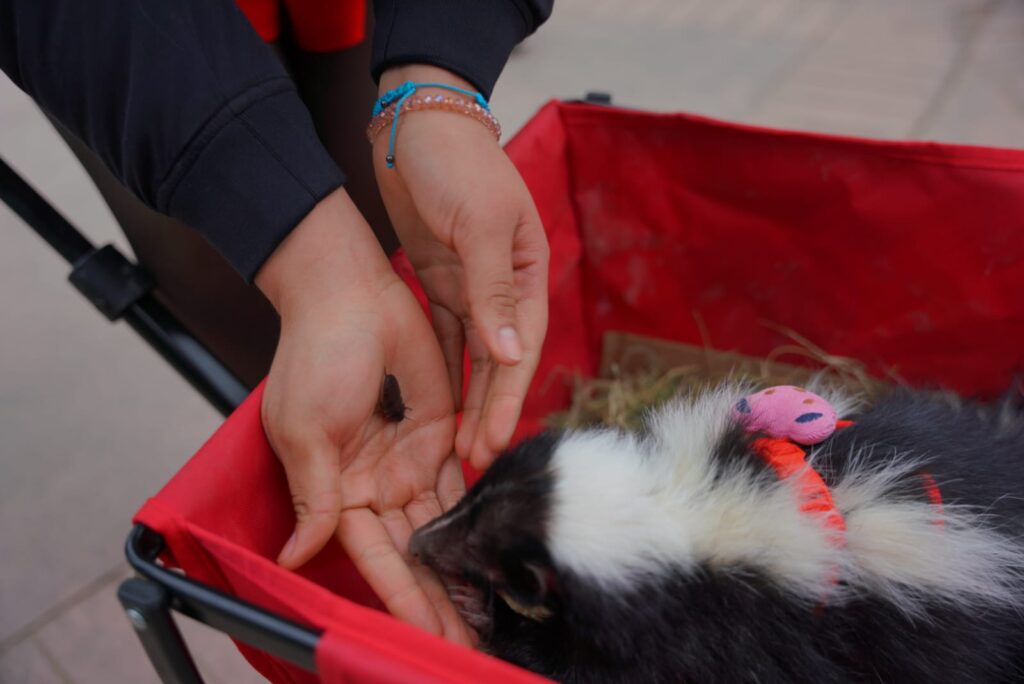 Disfrutan familias festejo de San Valentín en el Zoológico de Nuevo Laredo