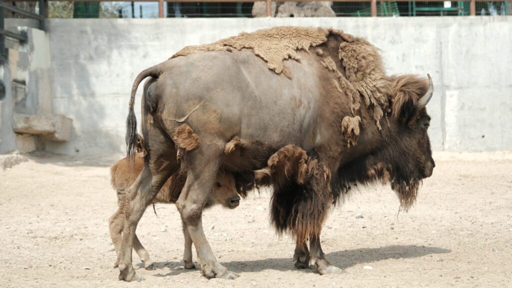 Nace cría de bisonte americano en el Zoológico de Nuevo Laredo