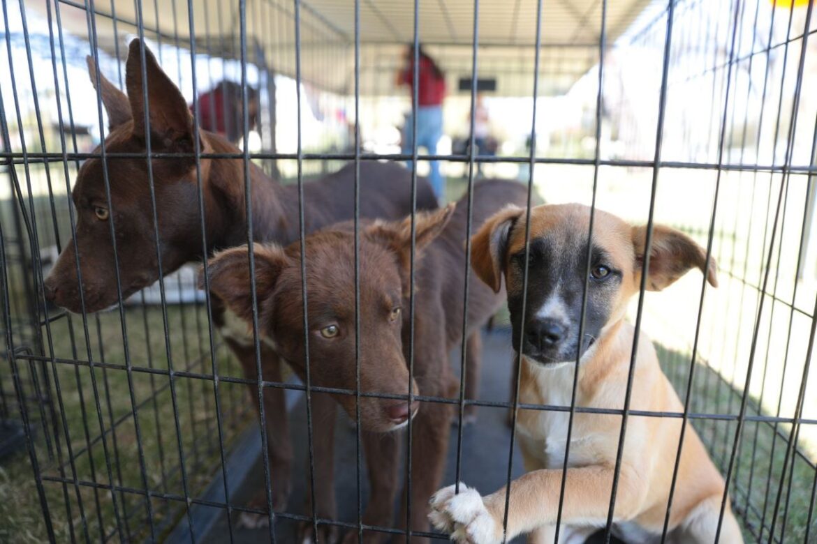 Responden ciudadanos a sexta Feria de Adopción Canina y Felina del gobierno de Nuevo Laredo