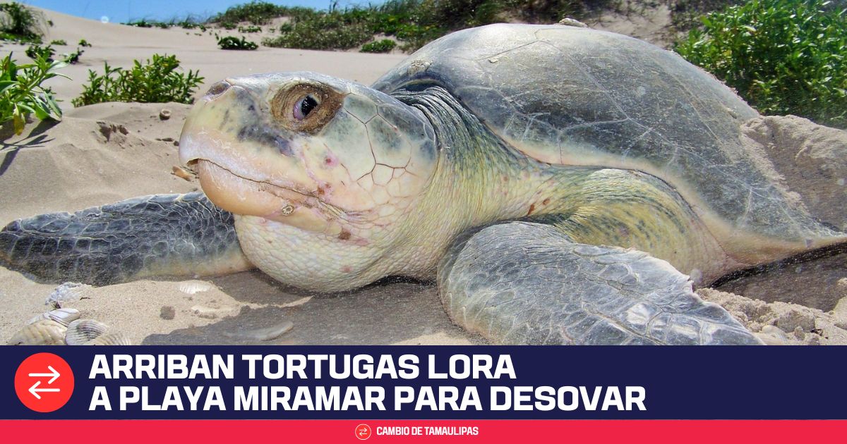 Arriban tortugas lora a Playa Miramar para desovar