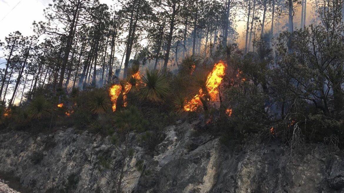 Tercer incendio forestal de la temporada en Tamaulipas
