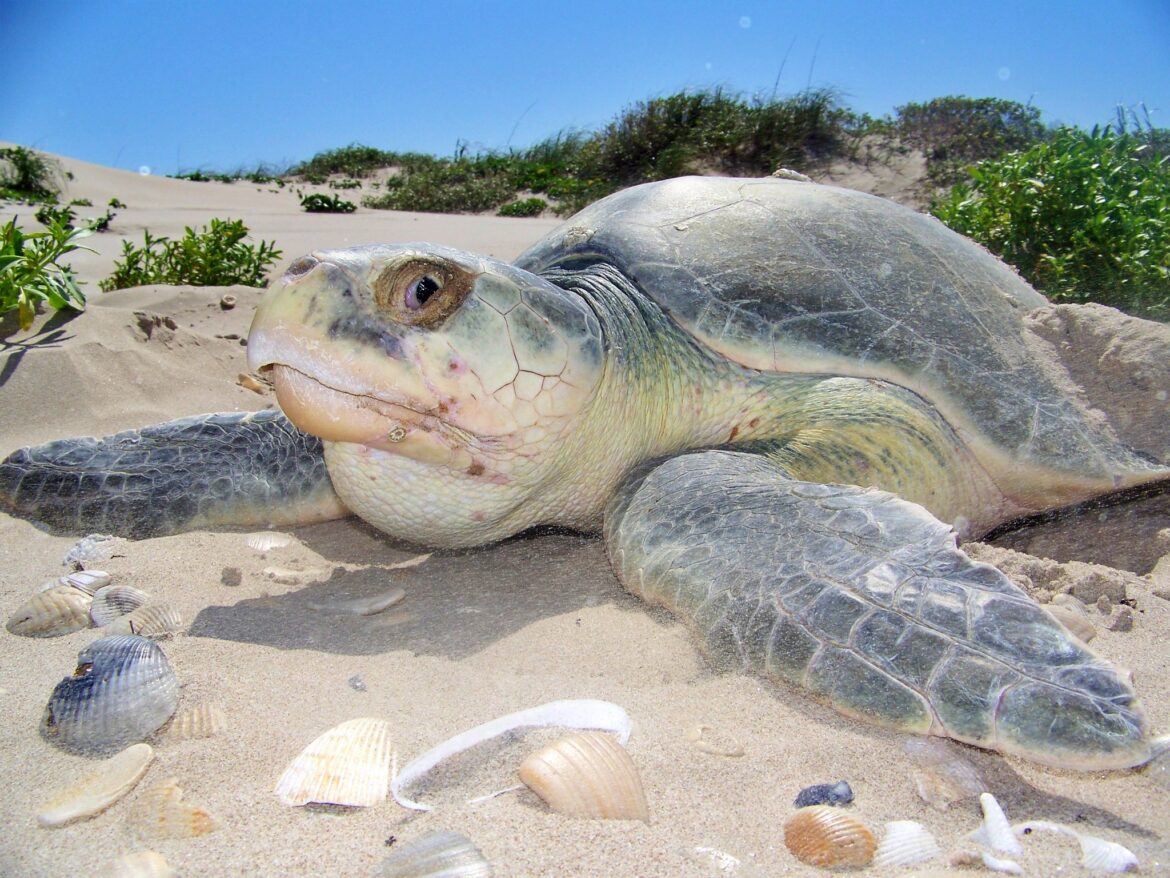 Arriban tortugas lora a Playa Miramar para desovar