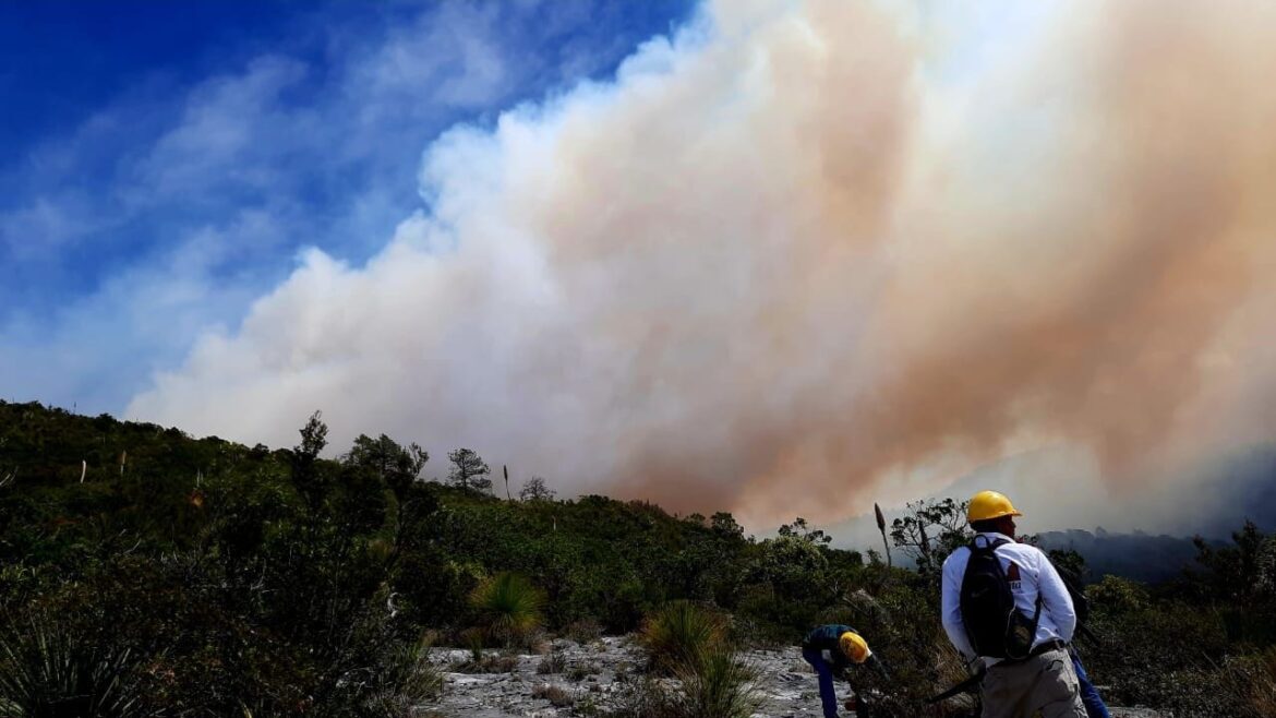 Extinguen incendios en El Mante y Miquihuana; dañaron 431 hectáreas