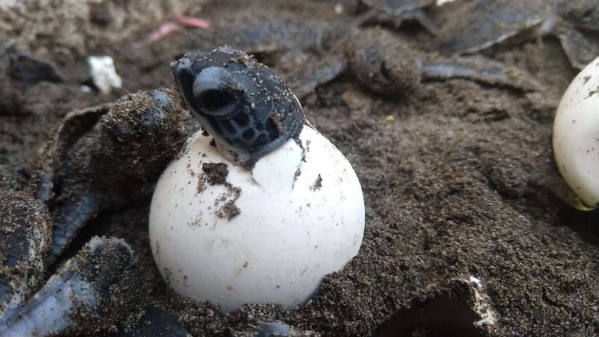 Protegen más de 4 mil huevos de tortuga en Tamaulipas