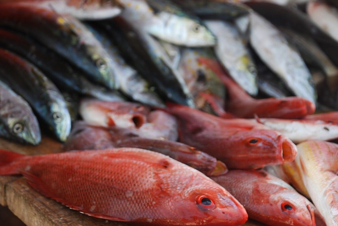 Sequía provoca disminución del 30% en producción pesquera de Tamaulipas
