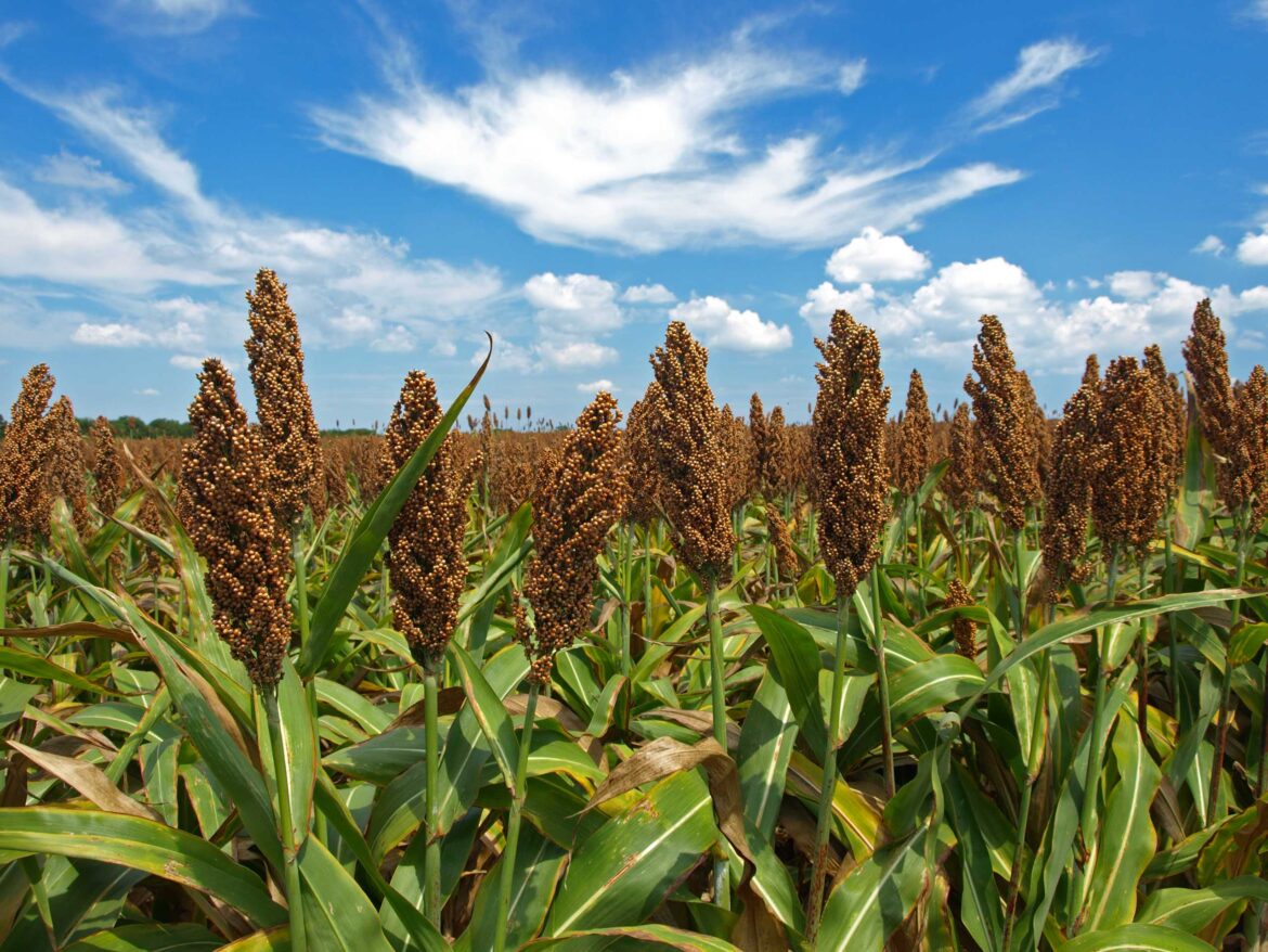 Ola de calor afecta cultivos de sorgo en Tamaulipas