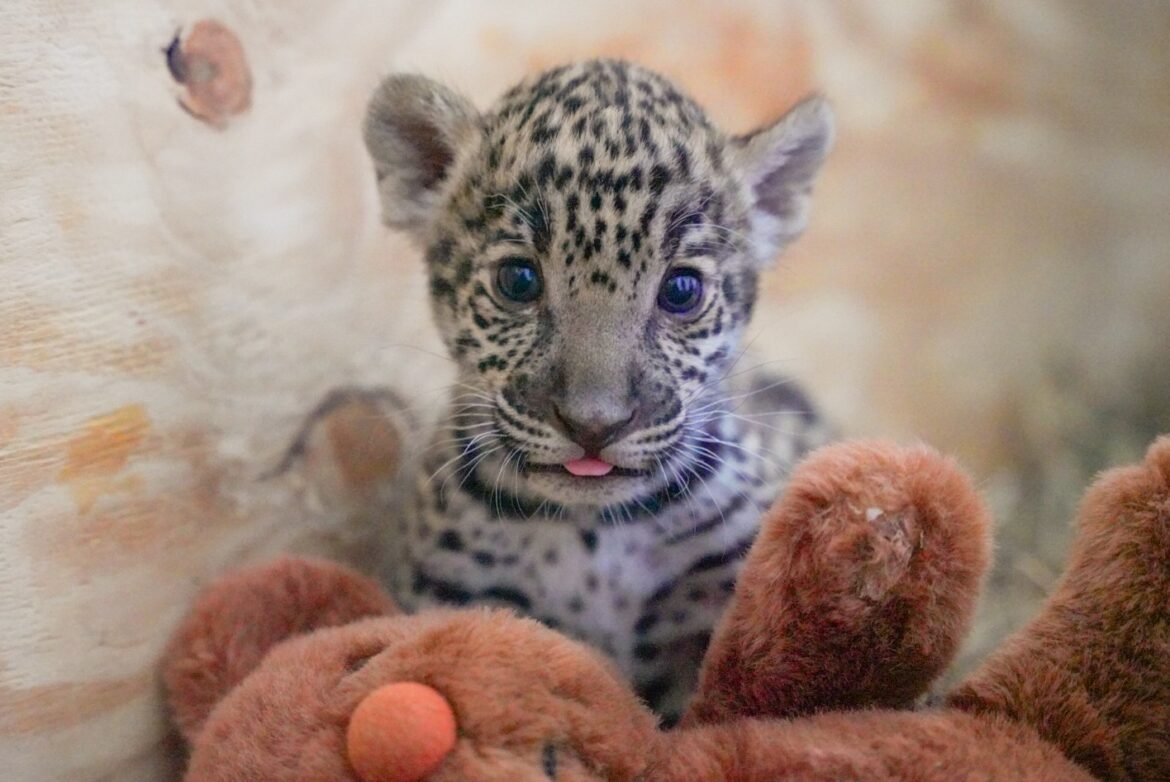 Crece familia en el Zoológico de Nuevo Laredo; nacen dos jaguares y una cebra