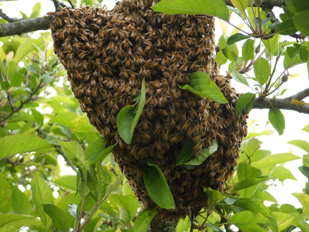 Exhorta Gobierno de Nuevo Laredo reportar enjambres de abejas para prevenir accidentes