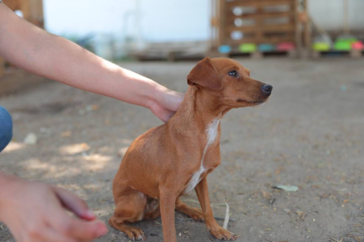 Promueve COMUSA la adopción por encima de la compra de mascotas en Nuevo Laredo