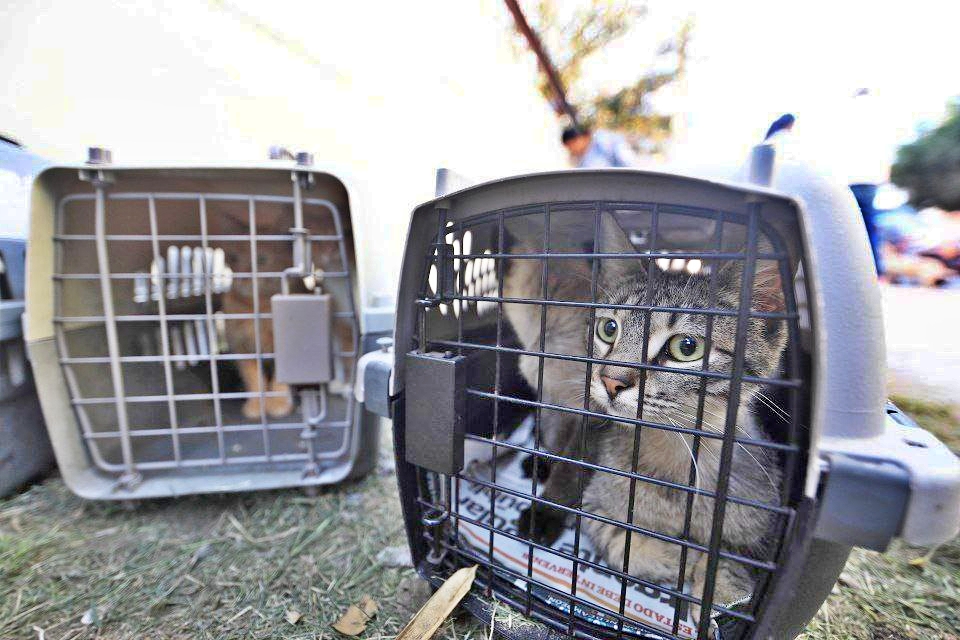 Siguen las acciones a favor de los animales; Invita Gobierno de Nuevo Laredo a adoptar perros y gatos