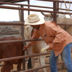 Gobierno de Nuevo Laredo apoya a pequeños productores con vacunación de ivermectina para su ganado