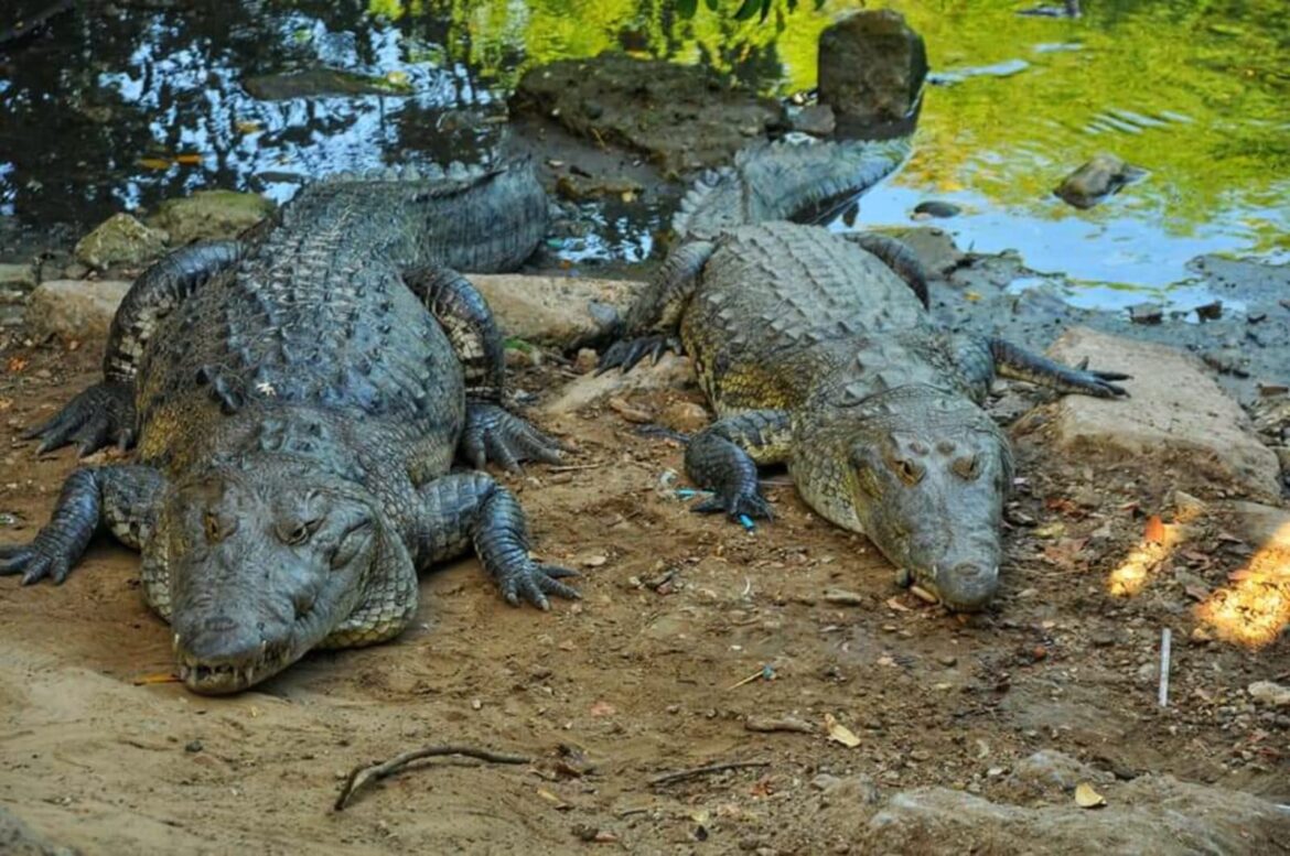 Vecinos del Sistema Lagunario de Tampico exigen barrera contra cocodrilos