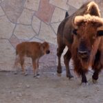 Zoológico de Nuevo Laredo suma más de 90 nacimientos; destaca su compromiso con la conservación animal