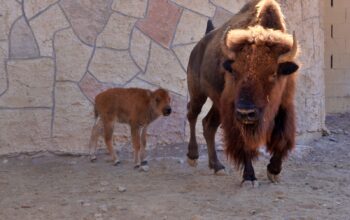 Zoológico de Nuevo Laredo suma más de 90 nacimientos; destaca su compromiso con la conservación animal