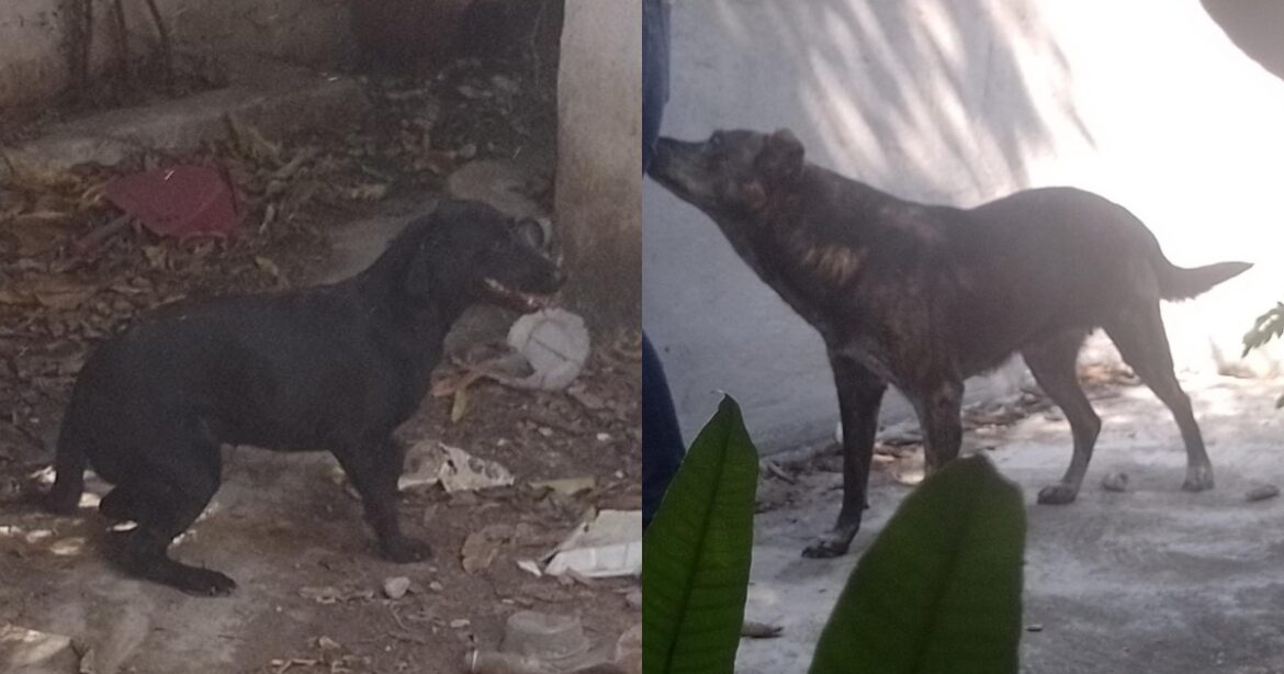 Rescata Fiscalía de Tamaulipas a dos perros en condiciones de abandono