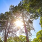 Frío cede en Tamaulipas: se espera un viernes mayormente soleado