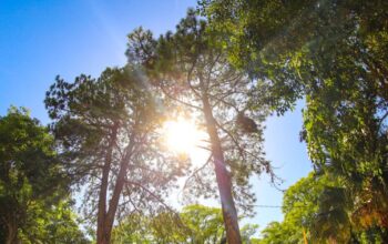 Frío cede en Tamaulipas: se espera un viernes mayormente soleado