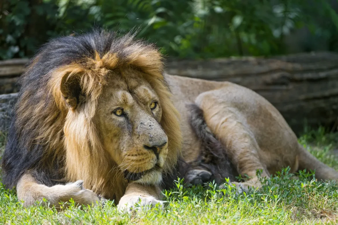 León ataca y mata a su domador en el Parque Safari Altamira