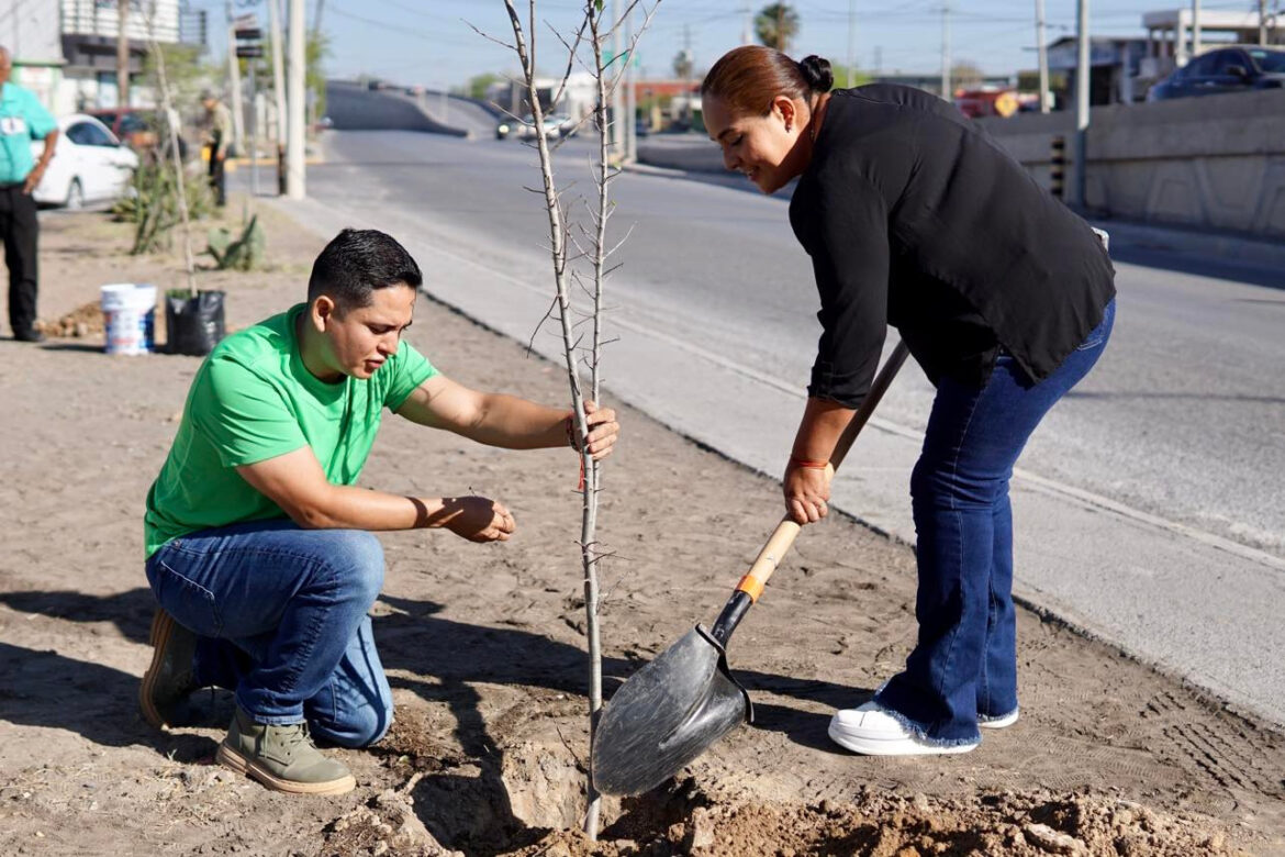 Intensifica Gobierno de Nuevo Laredo campaña de reforestación