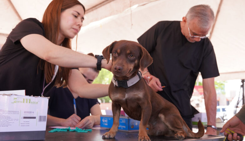 Gran Respuesta en jornada de vacunación canina en Nuevo Laredo