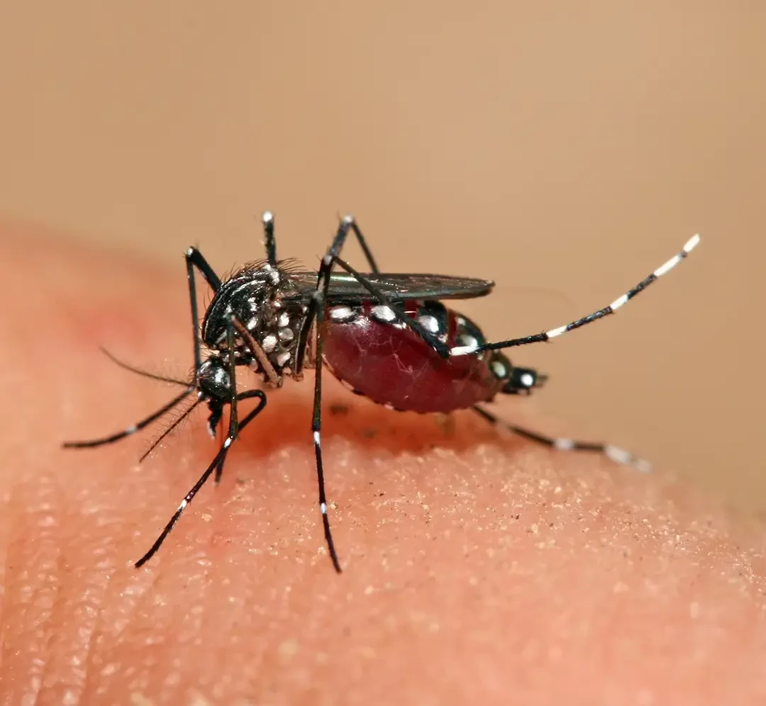 Prevén aumento de casos de dengue en Tamaulipas por calor y lluvias