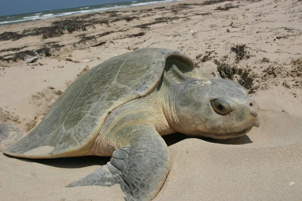 Baja el arribo de tortugas lora a la costa de Madero