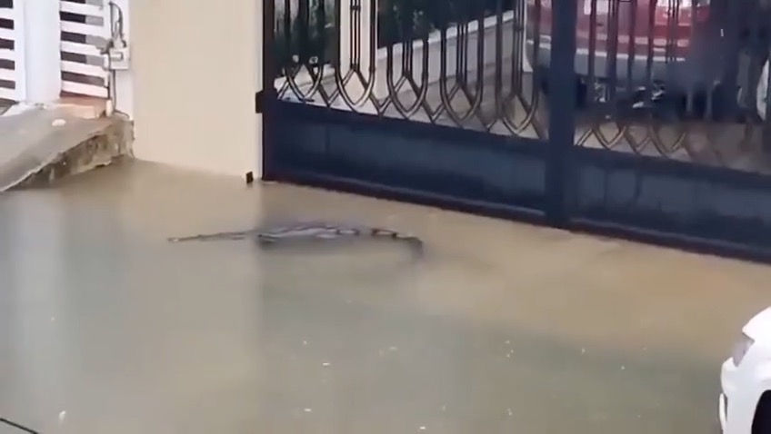 Cocodrilos salen a calles del sur de Tamaulipas tras intensas lluvias