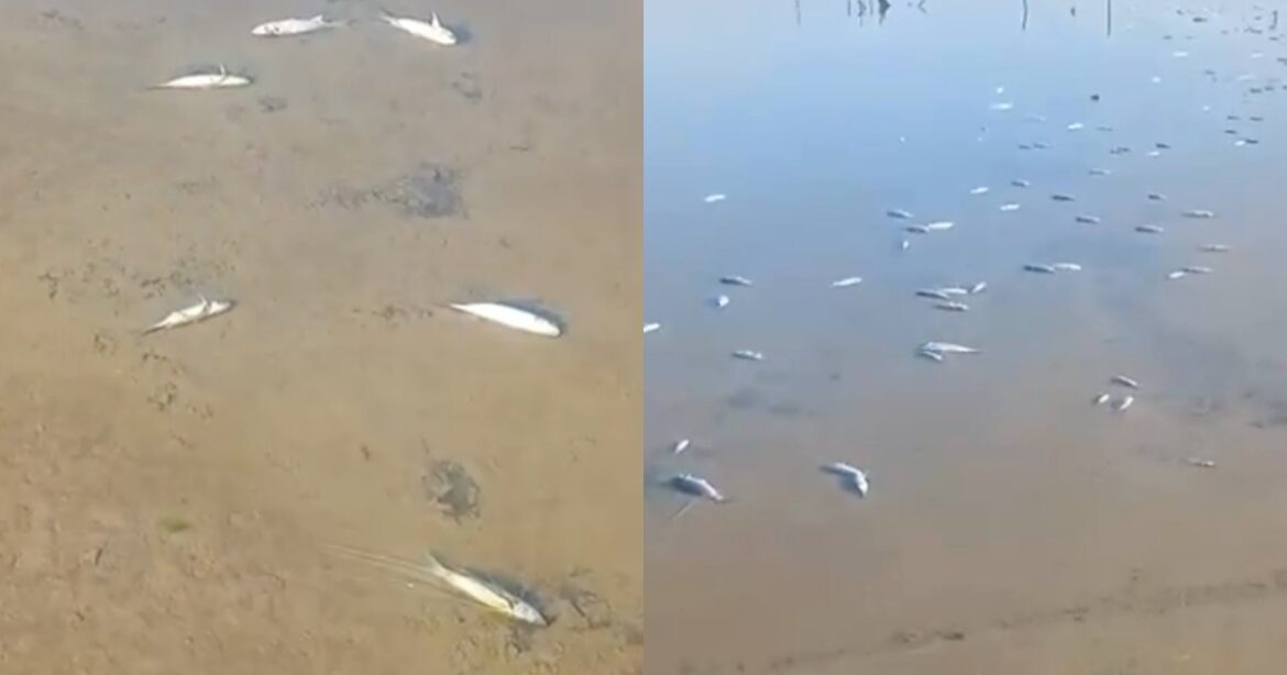 Alerta en la Laguna Madre por mortandad masiva de especies