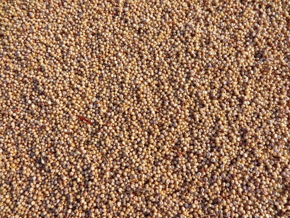 Tamaulipas impulsa producción de harina nixtamalizada de sorgo blanco