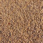 Tamaulipas impulsa producción de harina nixtamalizada de sorgo blanco