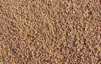 Tamaulipas impulsa producción de harina nixtamalizada de sorgo blanco