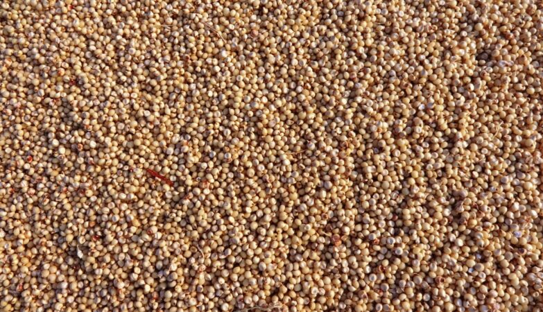 Tamaulipas impulsa producción de harina nixtamalizada de sorgo blanco