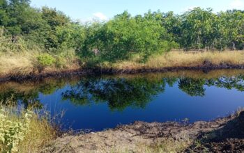Fuga de hidrocarburo contamina lagunas en Altamira