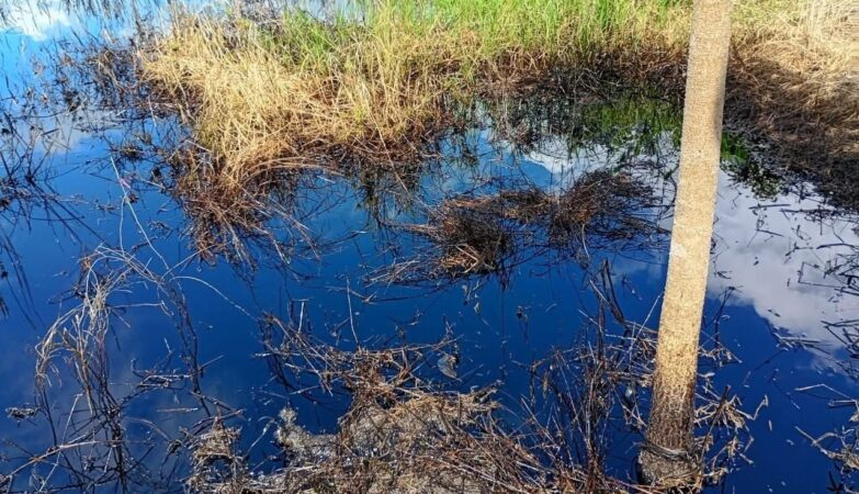 Pemex no ubica fuga de crudo que contamina presas en Altamira