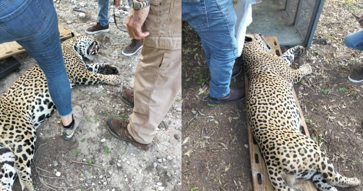 Capturan a leopardo que atacaba ganado en Soto la Marina