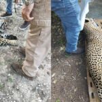 Capturan a leopardo que atacaba ganado en Soto la Marina