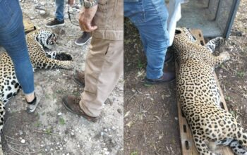 Capturan a leopardo que atacaba ganado en Soto la Marina
