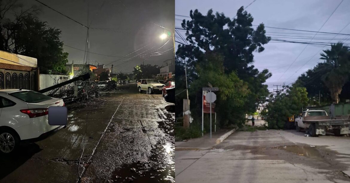 Ráfagas del Frente Frío 11 derriban árboles en Ciudad Victoria