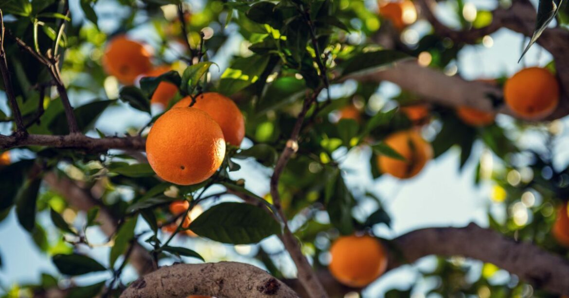 Productores de Tamaulipas prevén aumento en el precio de la naranja tras pérdidas en Veracruz