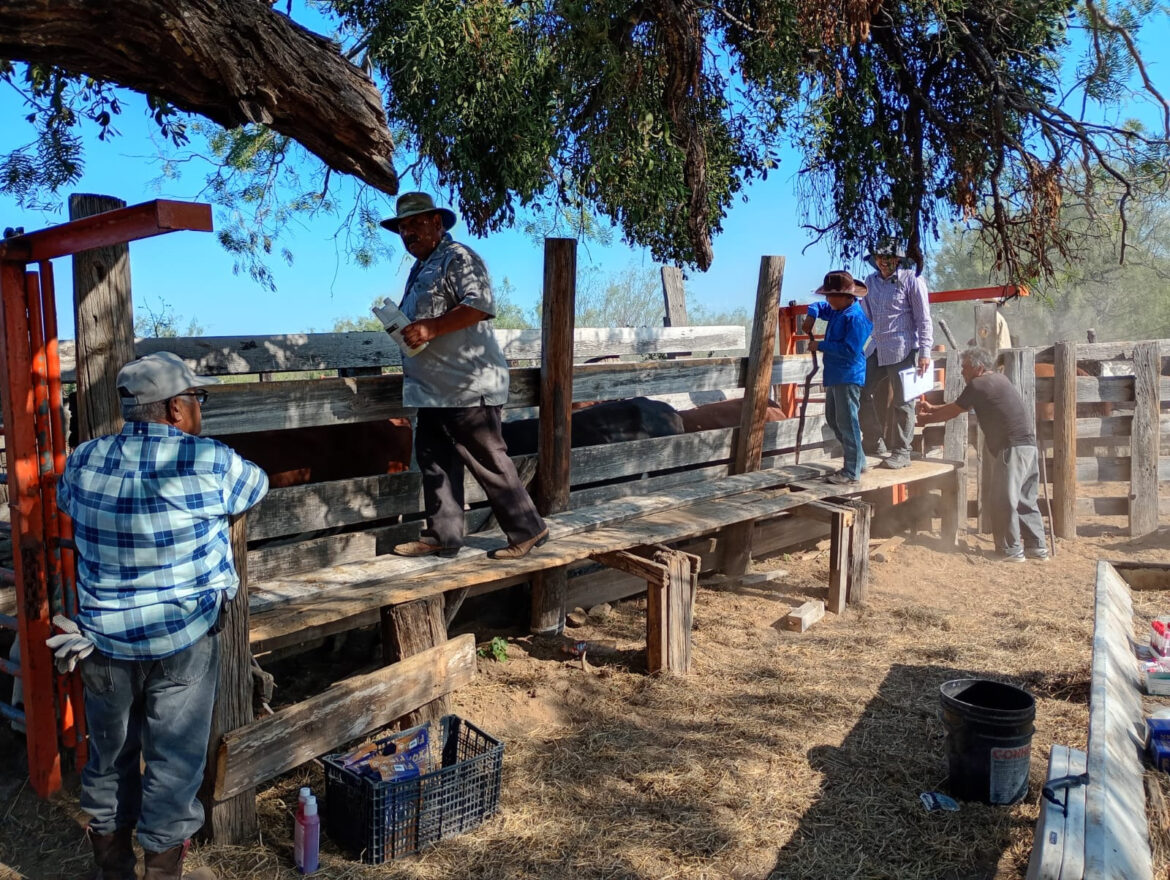 Continúa la campaña gratuita de ivermectina en apoyo al sector ganadero en Nuevo Laredo