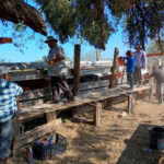 Continúa la campaña gratuita de ivermectina en apoyo al sector ganadero en Nuevo Laredo