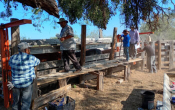 Continúa la campaña gratuita de ivermectina en apoyo al sector ganadero en Nuevo Laredo