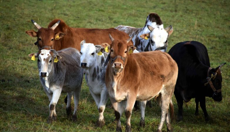 Tamaulipas se integra a plan nacional para elevar precio del ganado