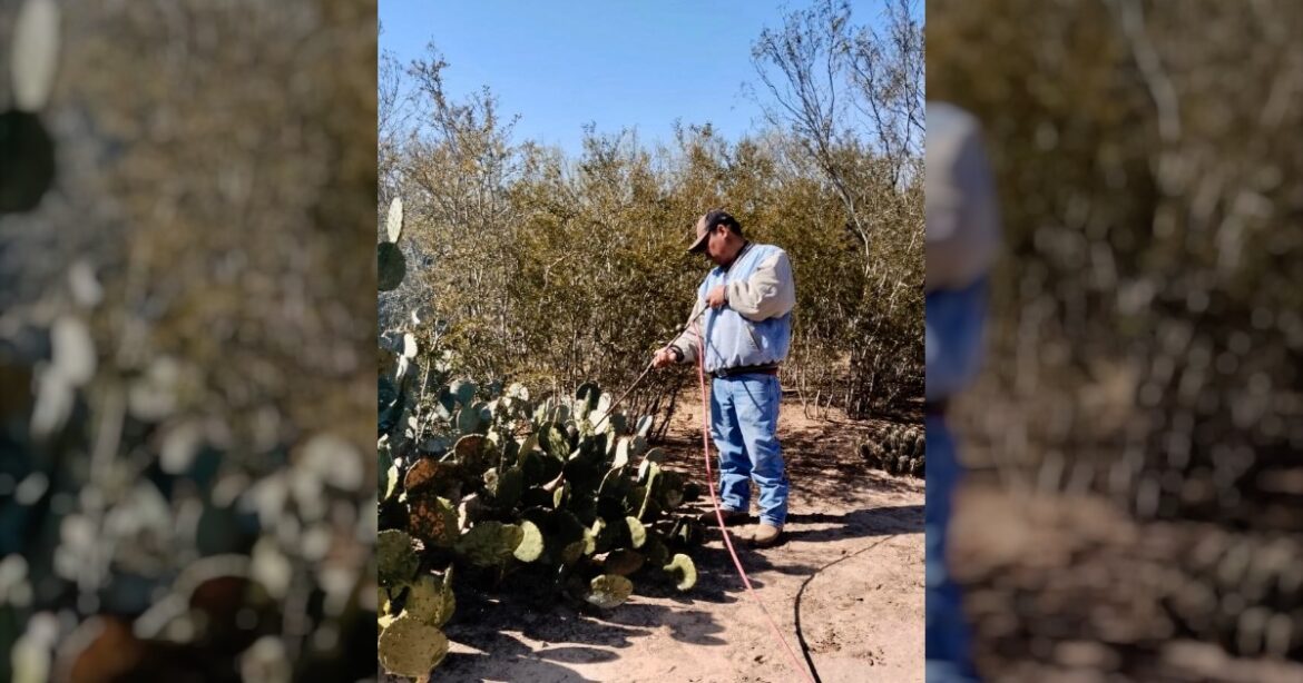 Convoca Gobierno de Nuevo Laredo a productores rurales a registrarse para el subsidio de gas LP destinado al chamusque de nopal