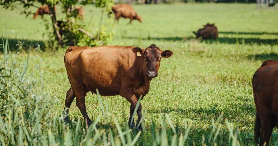 Tamaulipas descarta riesgo por carne con gusano barrenador tratada