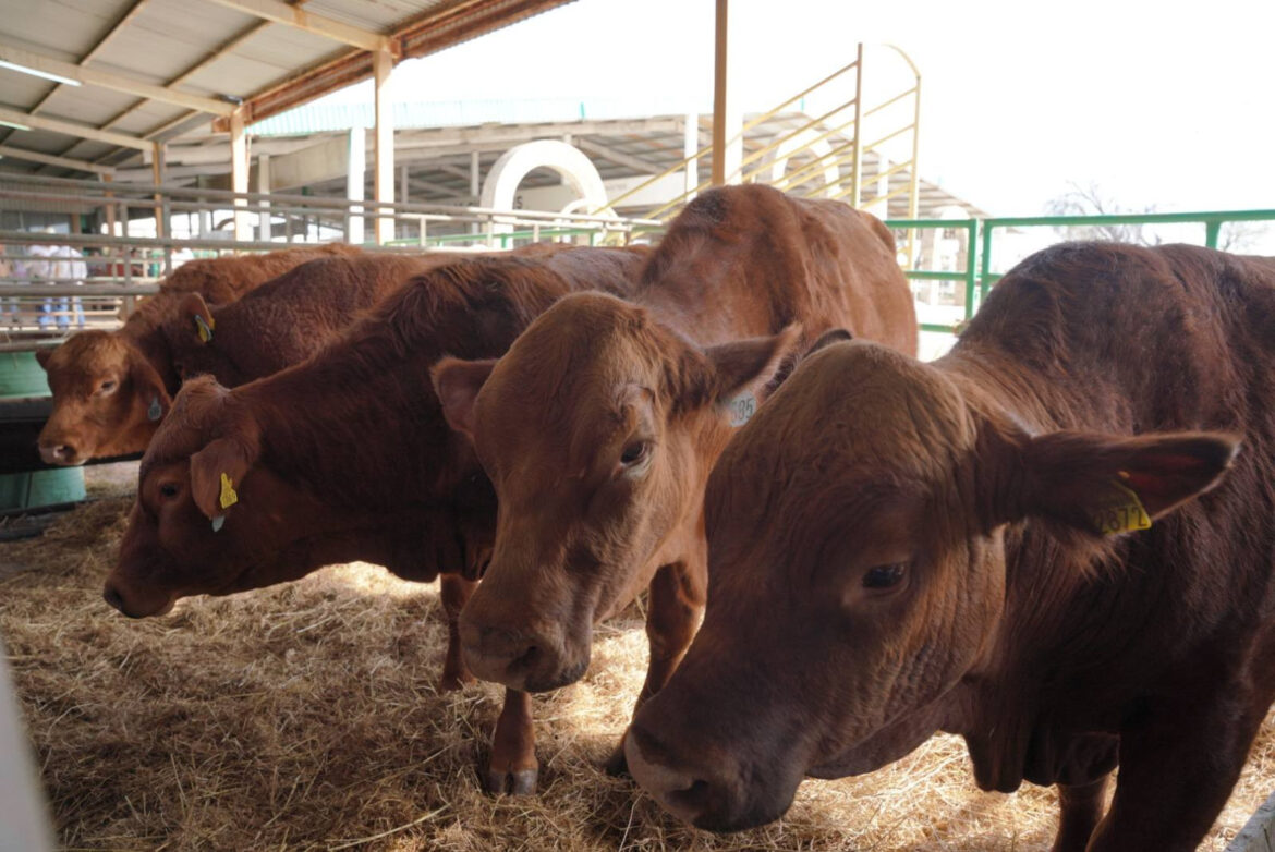 Refuerza Dirección de Desarrollo Rural de Nuevo Laredo acciones de vigilancia sanitaria en apoyo a ganaderos locales