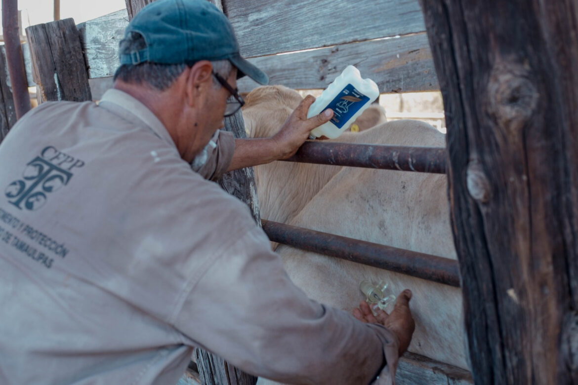 Gobierno de Nuevo Laredo invita a ganaderos a aprovechar programa gratuito de sanidad animal