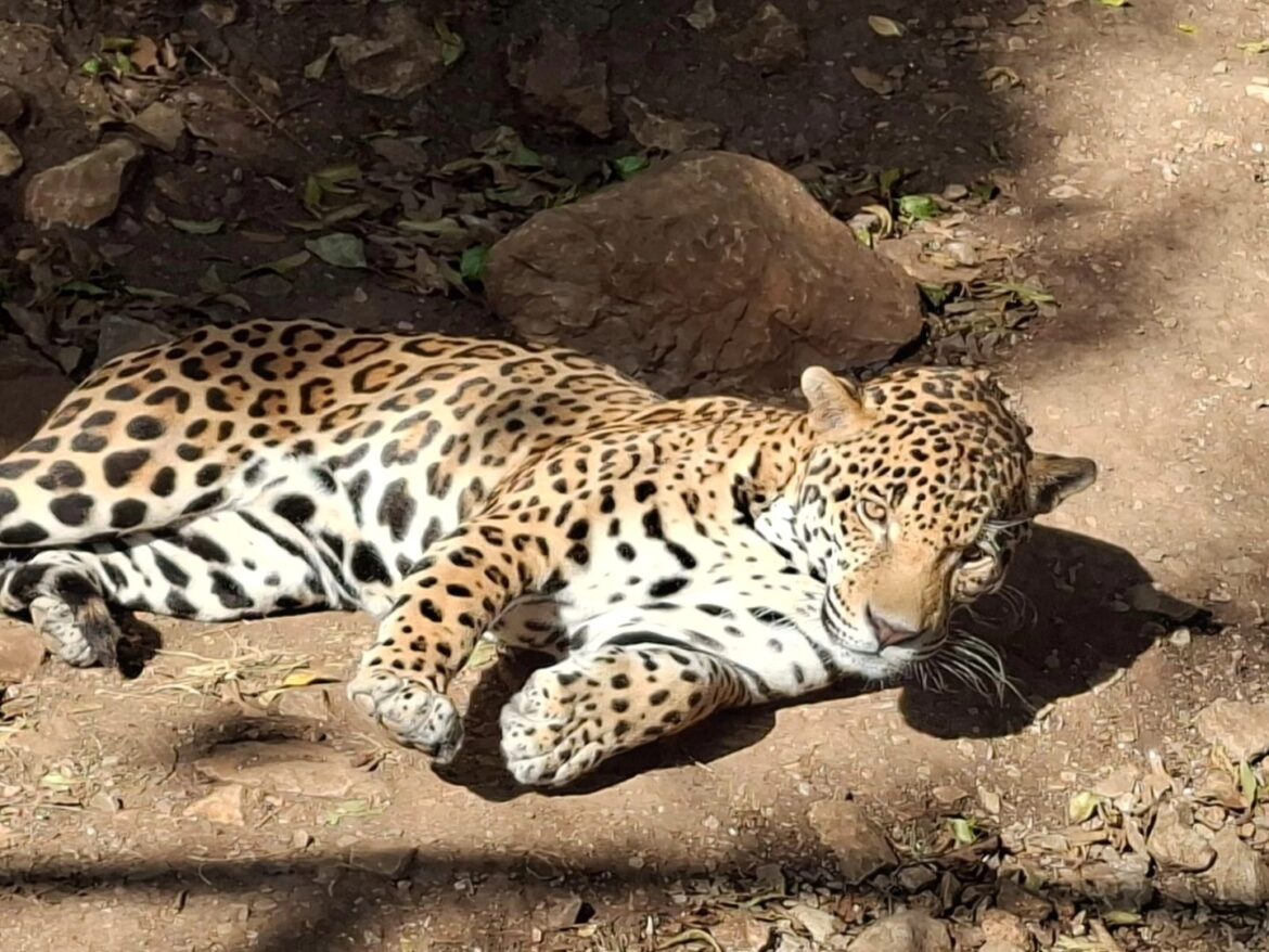 Pobladores capturan jaguar en Gómez Farías y lo entregarán a autoridades