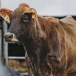 Aumentan casos de gusano barrenador en Tamaulipas